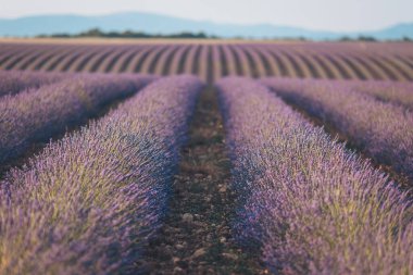 Gün batımında ufuk boyunca uzanan sersemletici lavanta alanları kırsal kesimde canlı bir renk ve huzur gösterisi yaratıyor.