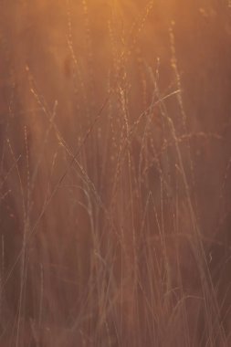 Gün batımları alacakaranlıkta uzun otların arasında altın iplikler dokuyor ufuk çizgisine yakın turuncu ve mor renklerle gökyüzünü boyuyor.