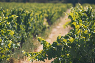 Bereketli yeşil üzüm bağları ılık güneşin altında nefes kesici bir manzara yaratıyor, sakin bir yaz gününde bereketli bir hasat olduğunu ima ediyor.