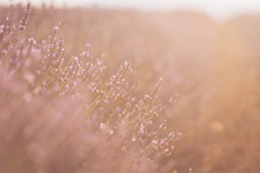Lavanta tarlaları, gün batımının altın ışığı altında huzur içinde çiçek açar. Mor renklerden ve kırsal alanda güzel kokulu bir duvar halısı yaratır.