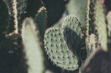 Kaktüsler sıcak güneş ışığında gelişir. Gün ortasında canlı bir çöl manzarasında eşsiz şekillerini ve dokularını sergilerler.