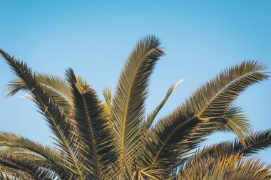 Görkemli palmiye yaprakları, parlak mavi gökyüzünün altında hafif bir esintide sallanıyor. Yazın özünü tropik bir cennette yakalıyor.