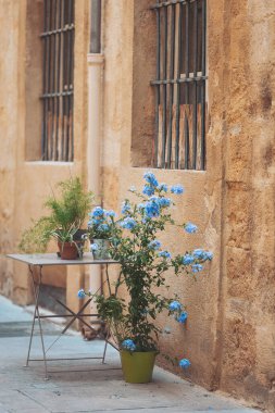 Güpegündüz güneşli bir sokakta, kırsal bir duvarın yanına yerleştirilmiş mavi çiçekler.