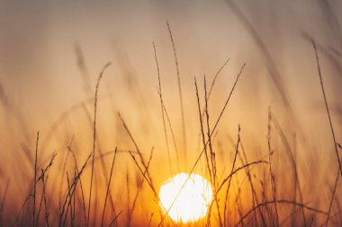 Çimenli bir tarlanın üzerinde gün doğumu sabahın erken saatlerinde doğanın dinginliğini vurgulayarak altın bir parıltı yaratır.