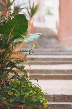 Gündüz vakti tuhaf bir şehir ortamında yemyeşil merdivenlerle çevrili.