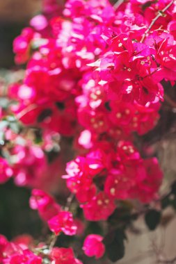 Canlı bougainvillea çiçekleri bahar mevsiminde yemyeşil bir bahçede çarpıcı bir mor renk görüntüsü yaratır.