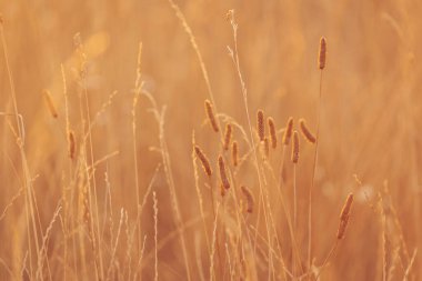 Sıcak altın ışık, gün batımında dingin bir tarlada uzun otları ve yabani bitkileri aydınlatır.