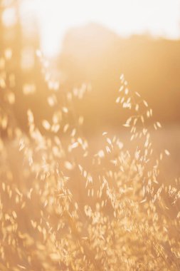 Altın güneş alacakaranlıkta uzun otların arasında dans eder, kırsal bir ortamda altın saat boyunca sakin bir atmosfer yaratır.