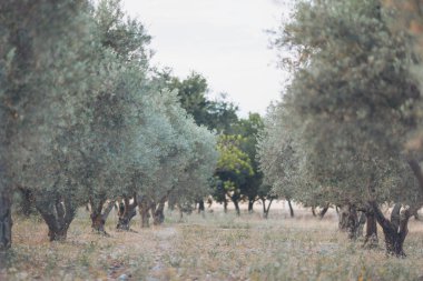 Sabahın erken saatlerinde sakin bir manzarada yumuşak güneş ışığı altında antik zeytin ağaçlarıyla dolu büyüleyici bir koru.