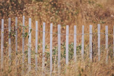 Vahşi sarmaşıklarla sarmalanmış kırsal ahşap çitler sakin bir sonbahar öğleden sonrası boyunca açık bir alanda altın otların arka planında duruyor.
