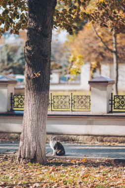 Sonbahar ağaçlarının altında sakin bir an. Sessiz bir park ortamında meraklı bir kedi etrafını gözetliyor.