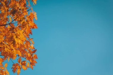 Parlak sonbahar yaprakları, berrak mavi gökyüzüne karşı, büyüleyici mevsim boyunca nefes kesen renk ve doğa güzelliğinin sonbaharın özünü yakalar.