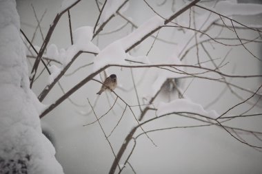 Kar, sakin bir kış sahnesinde narin bir dala tüneyen küçük bir kuş gibi sakin bir manzarayı örtüyor.