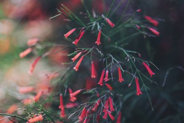 Canlı kırmızı boru çiçekleri yemyeşil bir bahçede ortaya çıkarak güneşli bir öğleden sonranın sıcak saatlerinde doğanın sanatının özünü yansıtıyor.