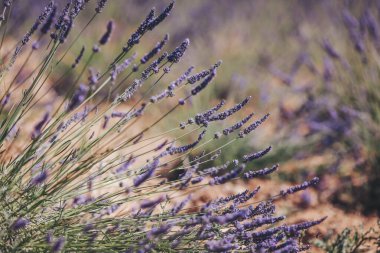 Lavanta gün ışığında hafifçe sallanır, ılık yaz öğleden sonrası boyunca güzel kokulu bir bahçede huzurlu bir manzara yaratır.