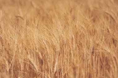 Altın tarlalar, sıcak güneşin altında, olgunlaşmış buğdayların arasından, hasada hazır, dolambaçlı bir yol sergiliyor.