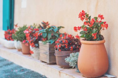 Güzel saksılar, canlı bir duvar, yumuşak güneş ışığı altında sergilenen rengarenk çiçekler huzurlu bir bahçe ortamında.