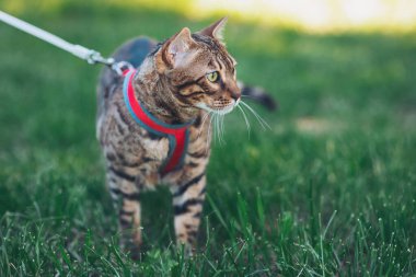 Sıcak bir öğleden sonra güneşli bir bahçeyi keşfeden sevimli Bengal kedisi. Güneşli bir yaz gününde, parlak paltolu neşeli bir kedi çimlerin üzerinde uzanır. Özenli bakışları doğanın güzelliğini yakalar.