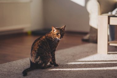 Sakin bir öğleden sonra güneşli bir evde güneşli bir oturma odasını keşfeden meraklı bir kedi.