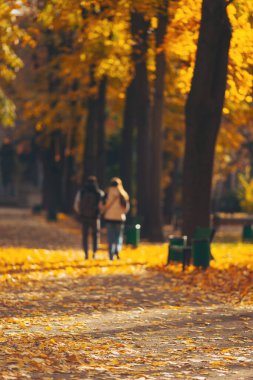 Couples stroll hand in hand through a beautiful autumn park covered in vibrant golden leaves during a sunny afternoon