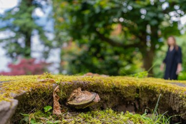 Yumuşak, Mosscovered zemin ve yemyeşil uzak bir figür içeren sakin ve sakin bir açık hava ortamı