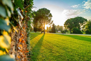 Close-up of a textured wall with vines and leaves, bathed in warm sunlight, with a blurred green lawn and trees in the background during sunset. clipart