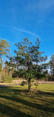 Parlak mavi gökyüzünün altında parlak yeşil iğneleri olan tek bir çam ağacı, aşağıdaki çimlerin üzerine gölgeler bırakıyor..