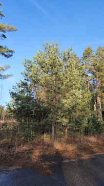 Orman bölgesinde, berrak bir gökyüzüne karşı yumuşak güneş ışığıyla aydınlatılan yoğun bir çam ağacı grubu..