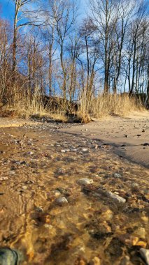 Çakıl taşlarıyla kaplı bir sahil manzarası ve kışın gökyüzünün altında yapraksız ağaçlardan oluşan bir zemin..