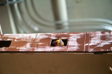 Altın bir aslan tamarin yuvadaki bir delikten dışarı bakar, canlı turuncu kürkünü ve meraklı doğasını gösterir..