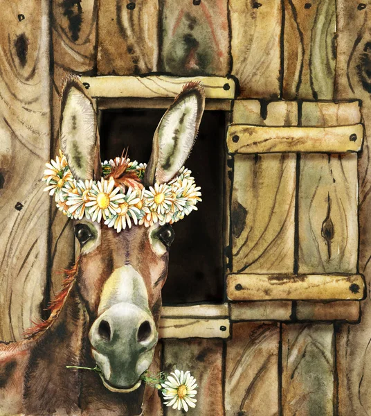 农场橱窗里的驴子和洋甘菊花 农场动物 手绘水彩画 — 图库照片