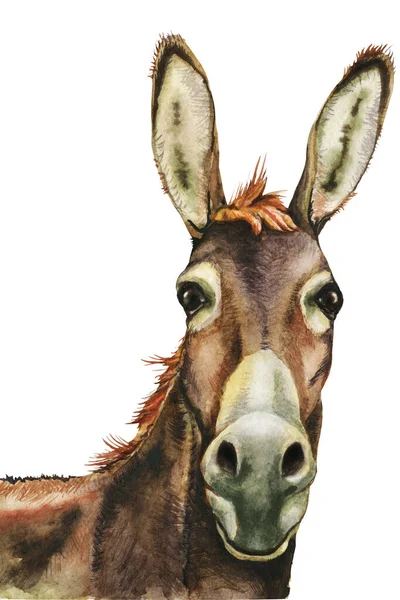 Donkey, farm animals, hand drawn watercolor illustration.