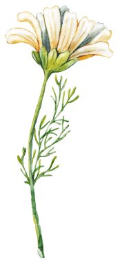 Papatya çiçeği, elle çizilmiş suluboya çizimi beyaz arkaplanda izole edilmiş..