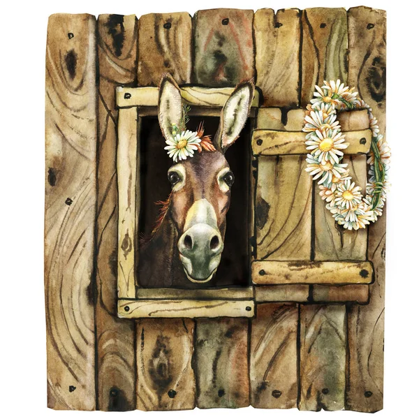 农场橱窗里的驴子和洋甘菊花 农场动物 手绘水彩画 — 图库照片
