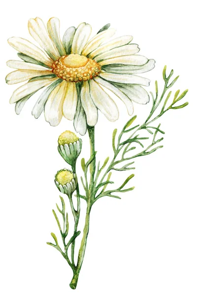Kamillenblüte Handgezeichnete Aquarell Illustration Isoliert Auf Weißem Hintergrund — Stockfoto