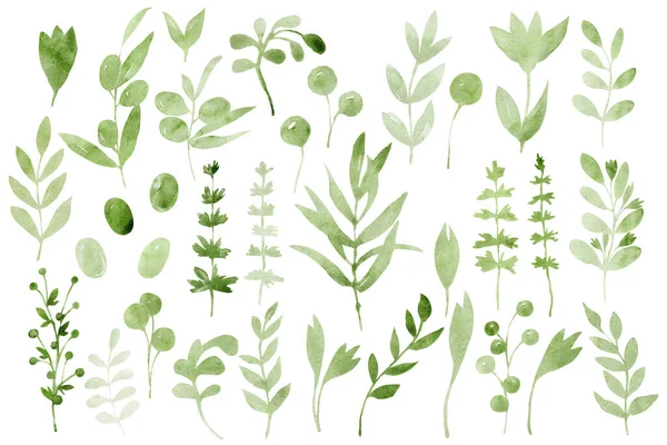 Set Von Elementen Mit Frühlingsgrün Zweigen Blättern Und Blumen Handgezeichnete — Stockfoto