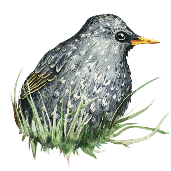Starling Bird Chick Grass Hand Drawn Watercolor Illustration Isolated White — Stock Photo, Image