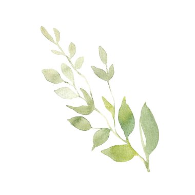 Bahar yeşilliği, yumuşak yaz yaprakları ve tomurcukları olan dallar, beyaz arka planda elle çizilmiş suluboya çizimi..