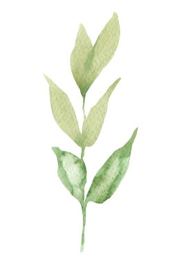 Bahar yeşilliği, yumuşak yaz yaprakları ve tomurcukları olan dallar, beyaz arka planda elle çizilmiş suluboya çizimi..