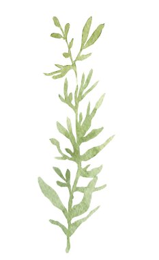 Bahar yeşilliği, yumuşak yaz yaprakları ve tomurcukları olan dallar, beyaz arka planda elle çizilmiş suluboya çizimi..