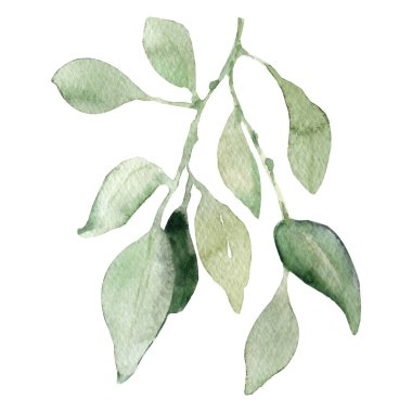 Bahar yeşilliği, yumuşak yaz yaprakları ve tomurcukları olan dallar, beyaz arka planda elle çizilmiş suluboya çizimi..