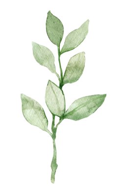 Bahar yeşilliği, yumuşak yaz yaprakları ve tomurcukları olan dallar, beyaz arka planda elle çizilmiş suluboya çizimi..