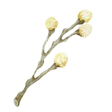 Bahar yeşilliği, yumuşak yaz yaprakları ve tomurcukları olan dallar, beyaz arka planda elle çizilmiş suluboya çizimi..