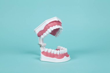 Turkuaz arka planda ağız anatomisini incelemek için plastik takma dişler. Asgari ve yaratıcı renk hala hayat fotoğrafçılığı 