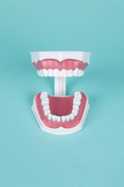 Turkuaz arka planda ağız anatomisini incelemek için plastik takma dişler. Asgari ve yaratıcı renk hala hayat fotoğrafçılığı 