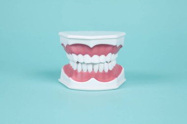 Turkuaz arka planda ağız anatomisini incelemek için plastik takma dişler. Asgari ve yaratıcı renk hala hayat fotoğrafçılığı 