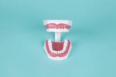 Turkuaz arka planda ağız anatomisini incelemek için plastik takma dişler. Asgari ve yaratıcı renk hala hayat fotoğrafçılığı 
