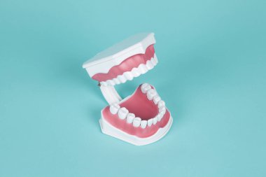 Turkuaz arka planda ağız anatomisini incelemek için plastik takma dişler. Asgari ve yaratıcı renk hala hayat fotoğrafçılığı 