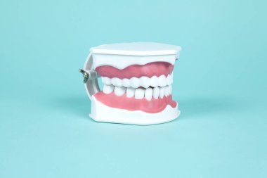 Turkuaz arka planda ağız anatomisini incelemek için plastik takma dişler. Asgari ve yaratıcı renk hala hayat fotoğrafçılığı 