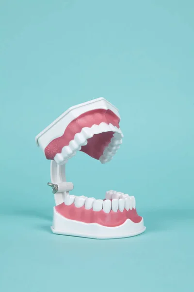 Prótesis Dentales Plástico Para Estudiar Anatomía Boca Sobre Fondo Turquesa —  Fotos de Stock